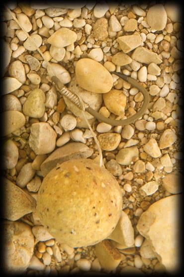 Riguri  - main12.jpg